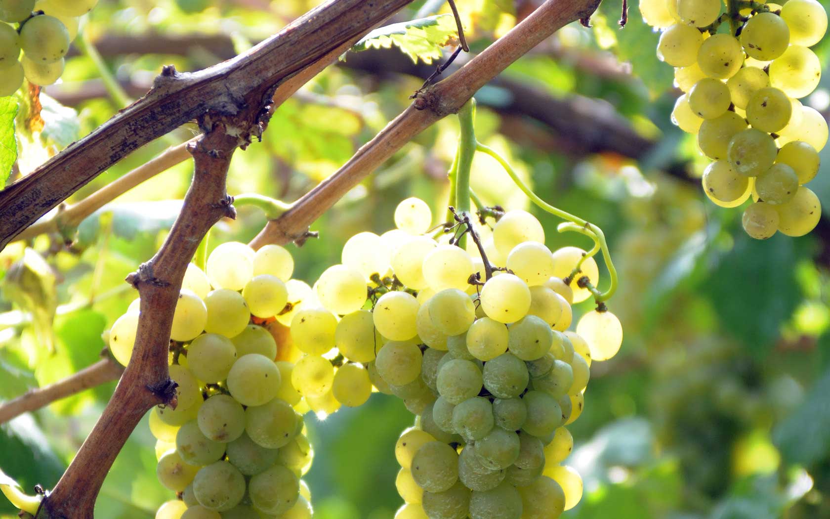 виноград италия фото