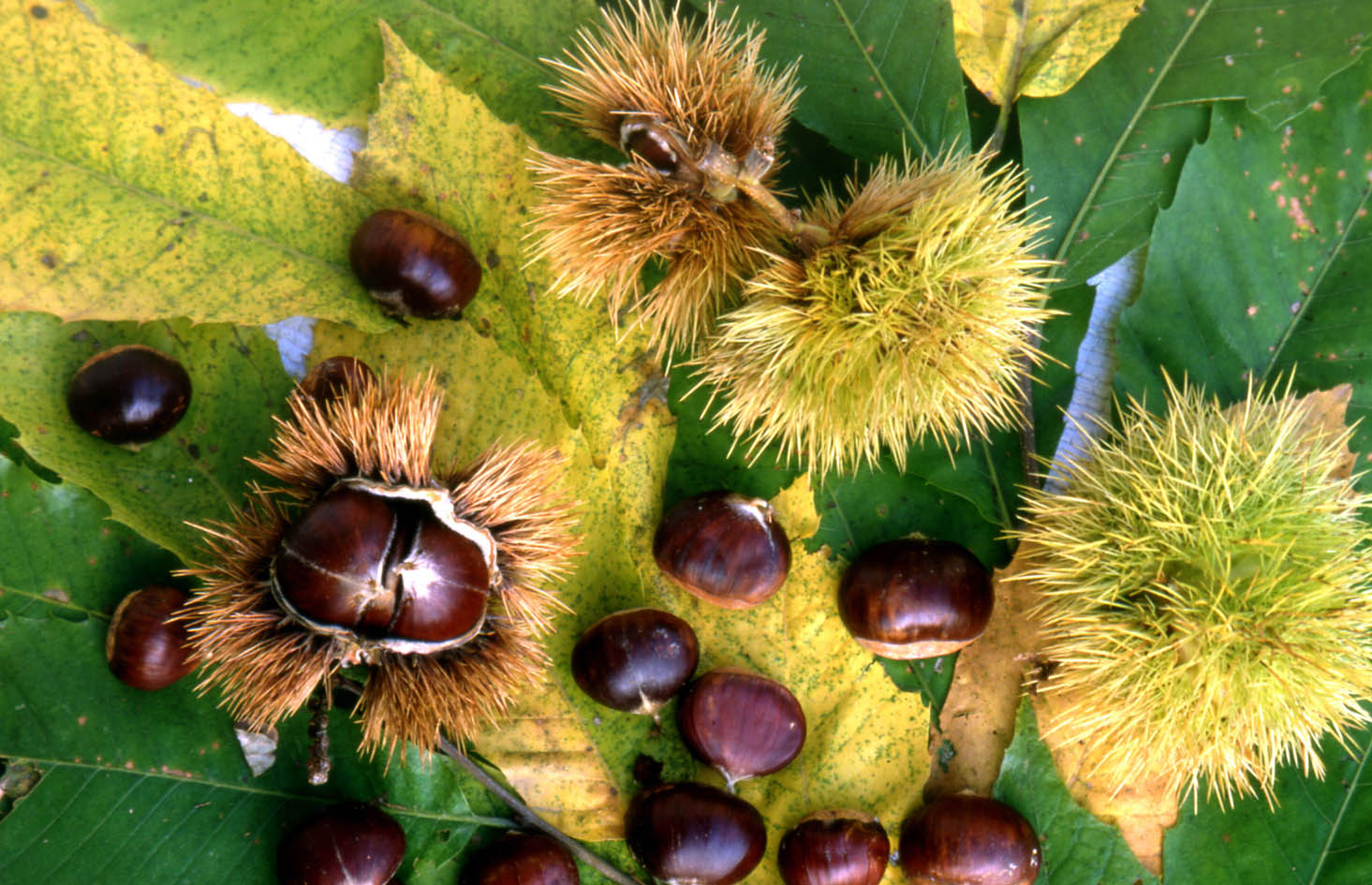 Каштановое дерево фото с плодами
