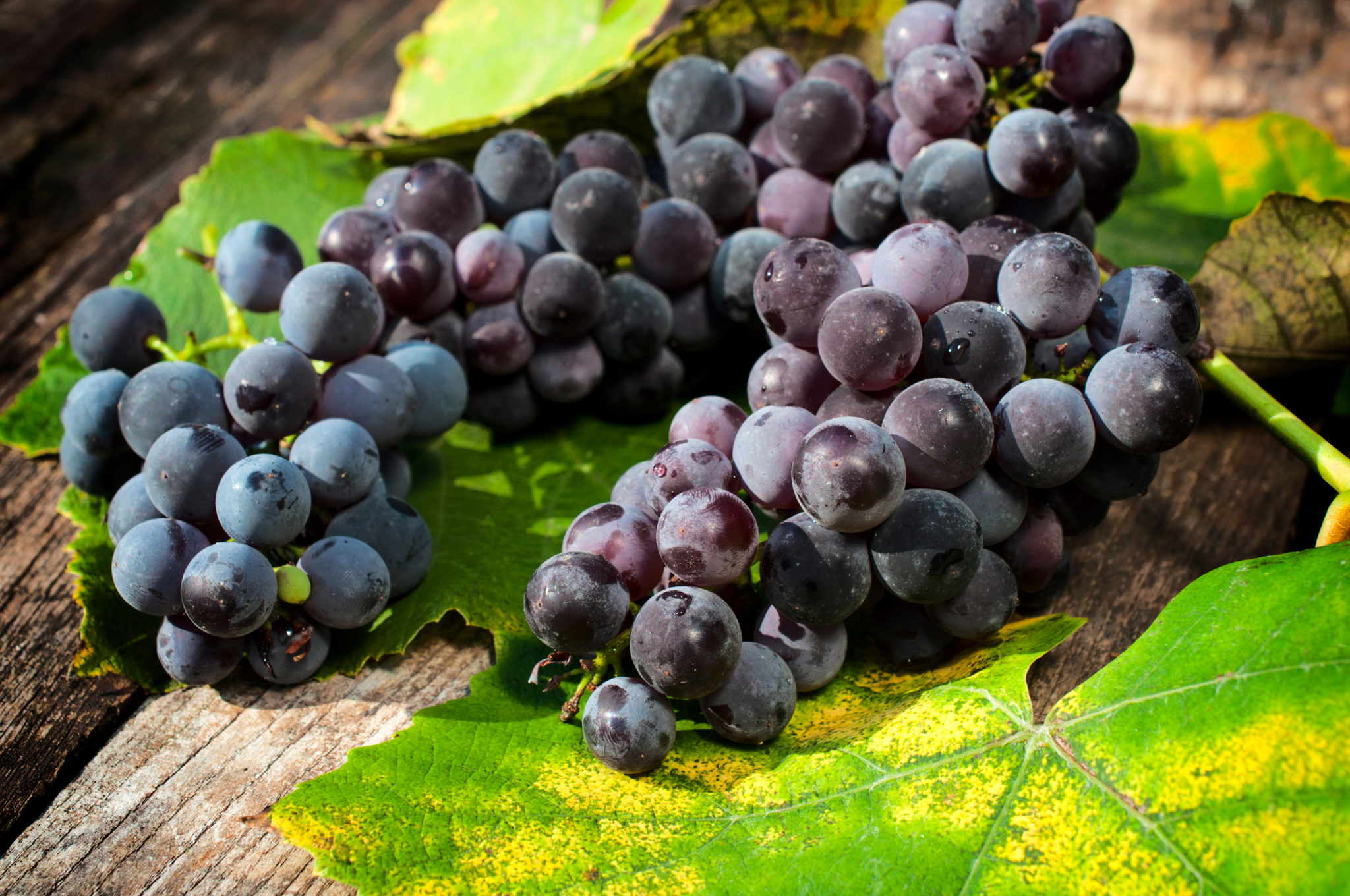 Italian Grapes - Italian Traditions