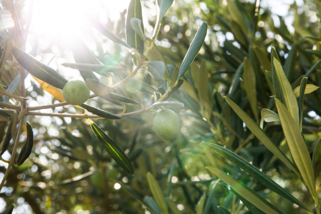 Aceite de olive - italiantraditions
