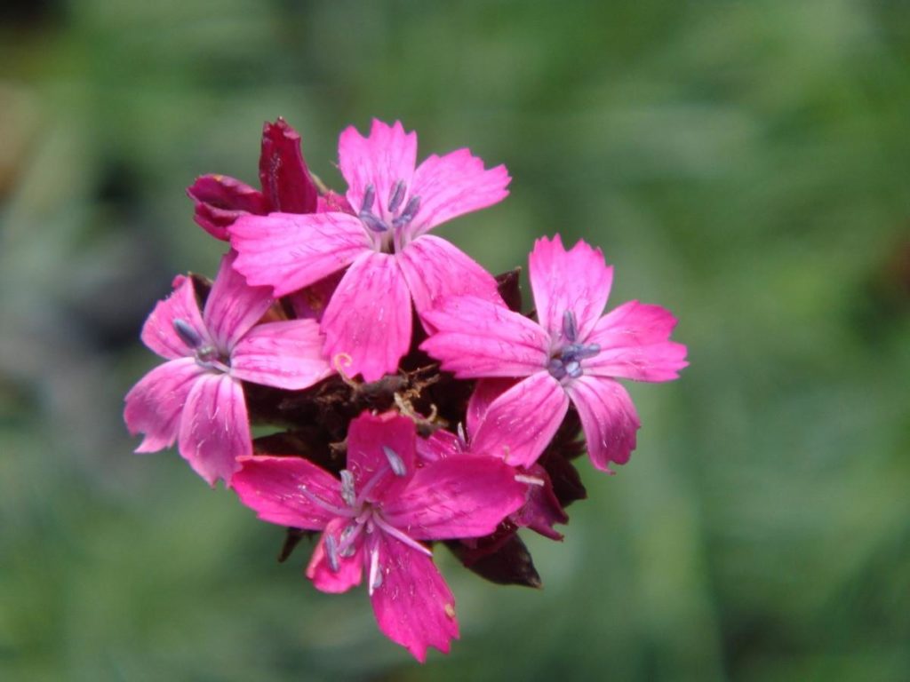 Flowers And Regions The Plants That You Can Only Admire In Italy