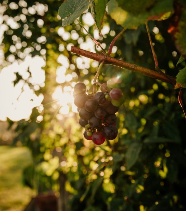 Vendemmia