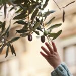 Raccolta olive