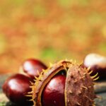 Castagne, borghi e boschi - Italian Traditions
