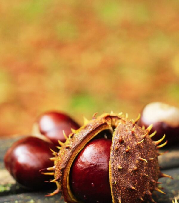 Castagne, borghi e boschi - Italian Traditions